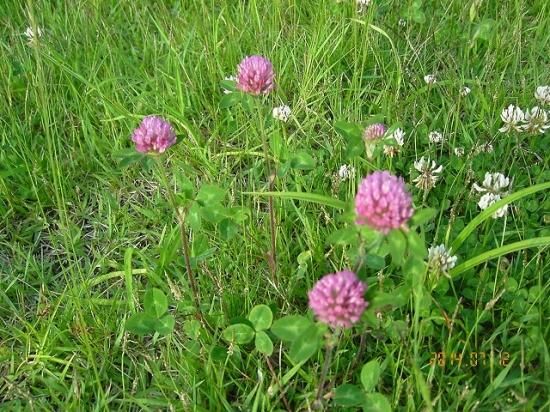 ムラサキツメクサ 紫詰草 薬草と花紀行のホームページ ムラサキツメクサ 紫詰草 薬草と花紀行のホームページ