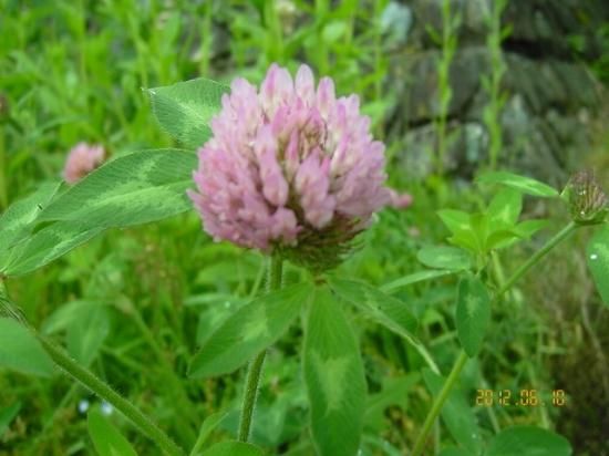 ムラサキツメクサ 紫詰草 薬草と花紀行のホームページ ムラサキツメクサ 紫詰草 薬草と花紀行のホームページ
