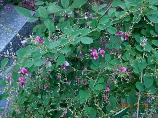 ハギ 萩 薬草と花紀行のホームページ ハギ 萩 薬草と花紀行のホームページ