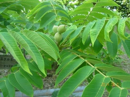 クルミ オニグルミ 鬼胡桃 薬草と花紀行のホームページ