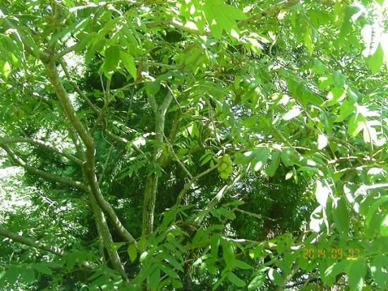 クルミ オニグルミ 鬼胡桃 薬草と花紀行のホームページ クルミ オニグルミ 鬼胡桃 薬草と花紀行のホームページ