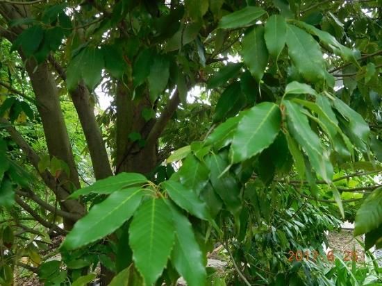 ウラジロガシ 裏白樫 薬草と花紀行のホームページ ウラジロガシ 裏白樫 薬草と花紀行のホームページ