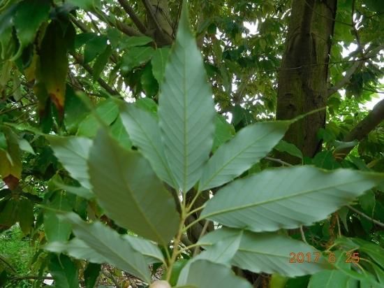 ウラジロガシ 裏白樫 薬草と花紀行のホームページ ウラジロガシ 裏白樫 薬草と花紀行のホームページ