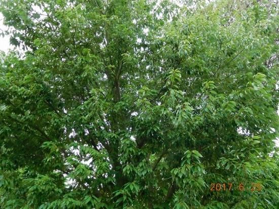 ウラジロガシ 裏白樫 薬草と花紀行のホームページ ウラジロガシ 裏白樫 薬草と花紀行のホームページ