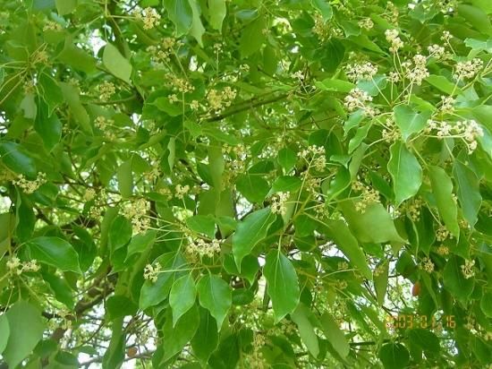 クスノキ 樟木 薬草と花紀行のホームページ