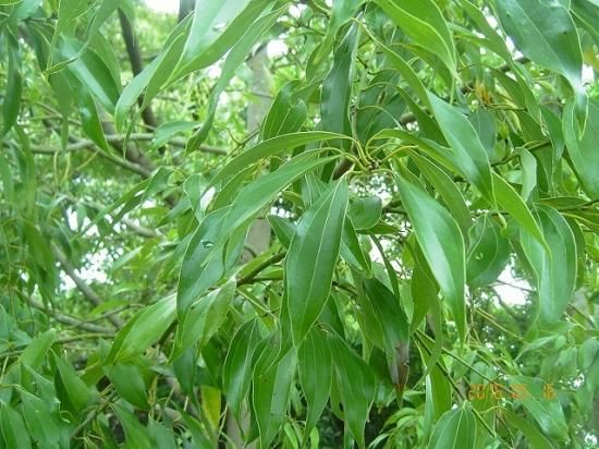 ニッケイ 肉桂 薬草と花紀行のホームページ