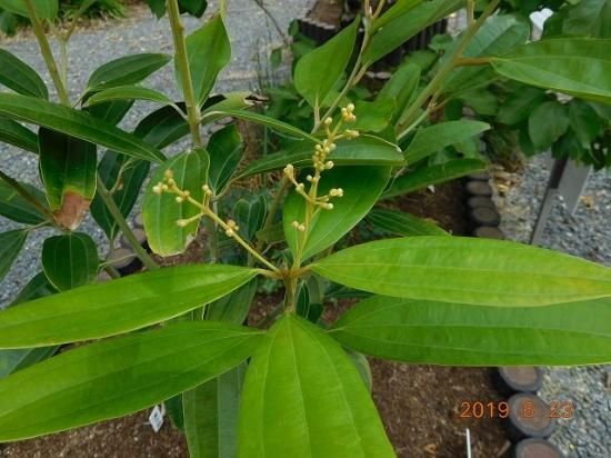 ケイ 桂 トンキンニッケイ 薬草と花紀行のホームページ ケイ 桂 トンキンニッケイ 薬草と花紀行のホームページ