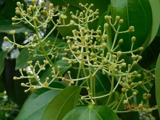 セイロンニッケイ 薬草と花紀行のホームページ セイロンニッケイ 薬草と花紀行のホームページ