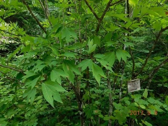 優雅。山採りシロモジ。 優雅。山採りシロモジ。 シロモジ(白文字） - 薬草と花紀行の