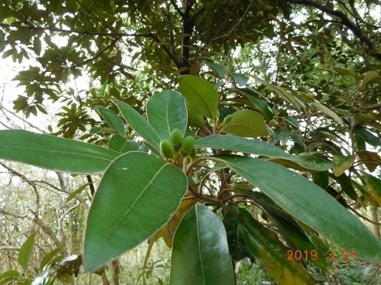 ハマビワ 浜枇杷 薬草と花紀行のホームページ