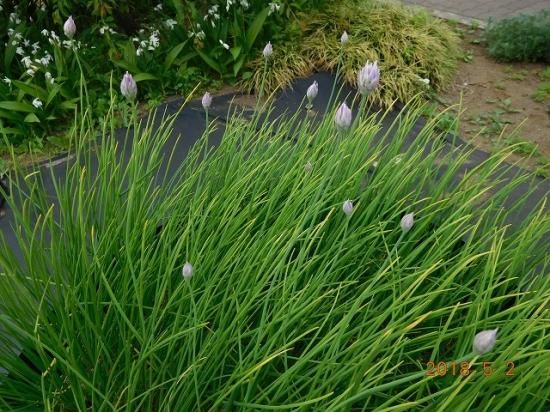 アサツキ 浅葱 薬草と花紀行のホームページ