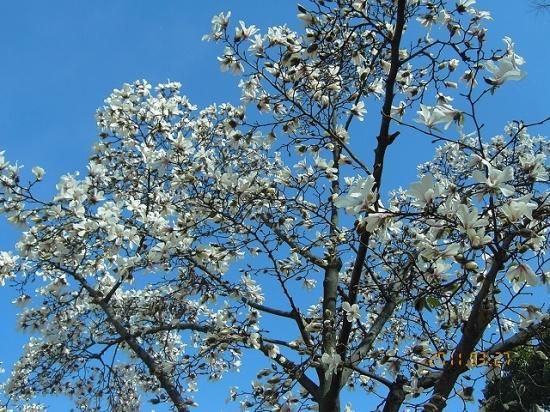 コブシ 辛夷 拳 薬草と花紀行のホームページ コブシ 辛夷 拳 薬草と花紀行のホームページ