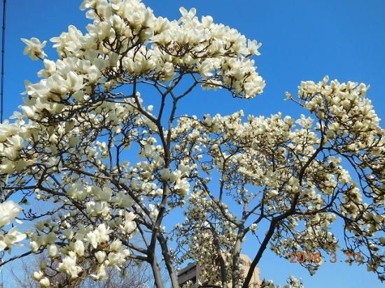 ハクモクレン 白木蓮 薬草と花紀行のホームページ