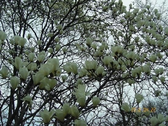 ハクモクレン 白木蓮 薬草と花紀行のホームページ ハクモクレン 白木蓮 薬草と花紀行のホームページ