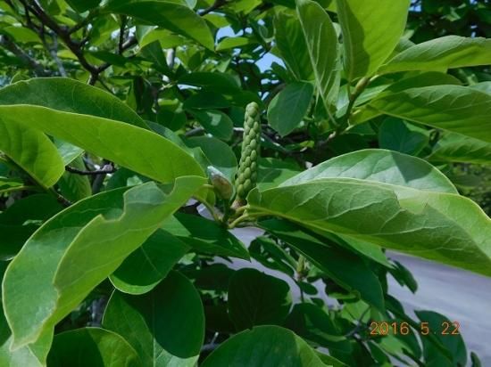 ハクモクレン 白木蓮 薬草と花紀行のホームページ ハクモクレン 白木蓮 薬草と花紀行のホームページ