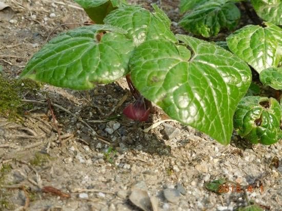 フタバアオイ 双葉葵 薬草と花紀行のホームページ フタバアオイ 双葉葵 薬草と花紀行のホームページ