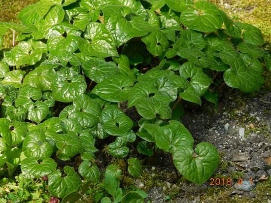 フタバアオイ 双葉葵 薬草と花紀行のホームページ フタバアオイ 双葉葵 薬草と花紀行のホームページ