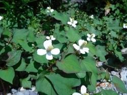 ドクダミ科 薬草と花紀行のホームページ ドクダミ科 薬草と花紀行のホームページ