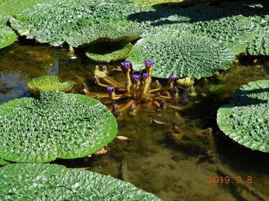 レア産地 オニバスの幼苗 ３苗セットの出品です オニバスファームから発送 レア産地 オニバスの幼苗 3苗セットの出品です オニバスファームから発送