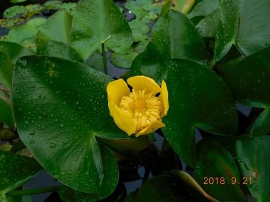 コウホネ 河骨 川骨 薬草と花紀行のホームページ