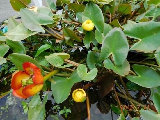 コウホネ（河骨 川骨） - 薬草と花紀行のホームページ