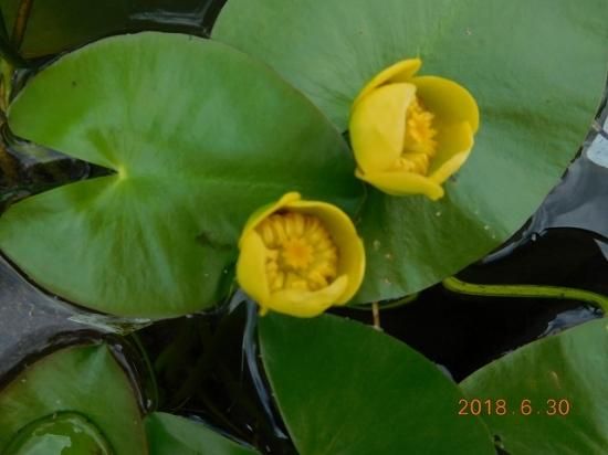 オグラコウホネ 巨椋河骨 薬草と花紀行のホームページ