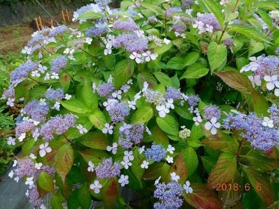 アマチャ 甘茶 薬草と花紀行のホームページ