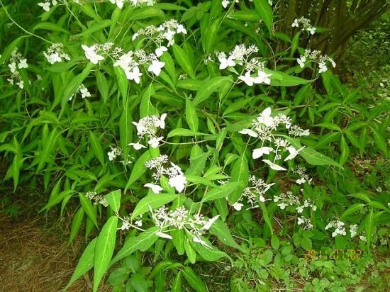 アマチャ 甘茶 薬草と花紀行のホームページ