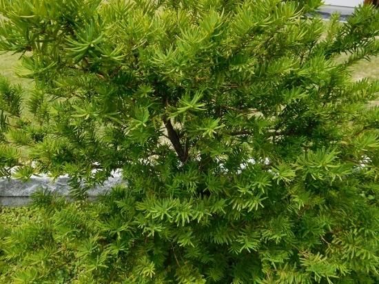 イチイ 苗木 販売 トオヤマグリーン