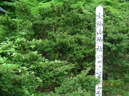ダイセンキャラボク 大山伽羅木 薬草と花紀行のホームページ