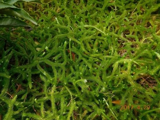 ヒカゲノカズラ　　GORICHA様 ヒカゲノカズラ GORICHA様 ヒカゲノカズラ（№492） » Dr.カーバチの