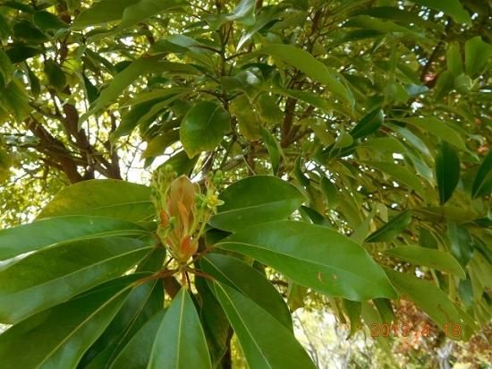 タブノキ 椨ノ木 薬草と花紀行のホームページ