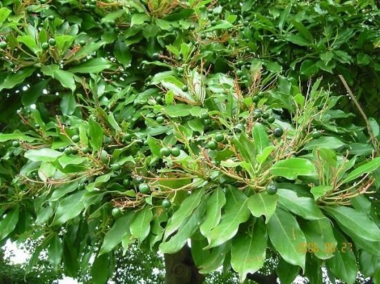 タブノキ 椨ノ木 薬草と花紀行のホームページ