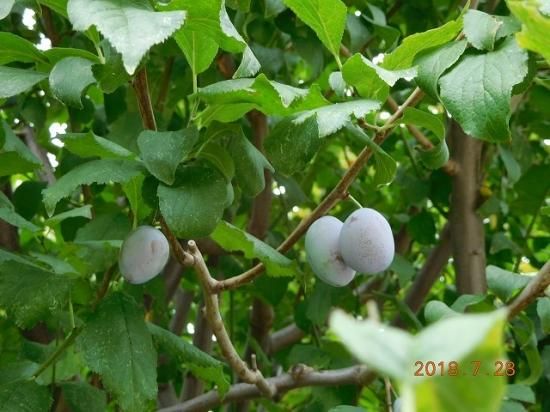 セイヨウスモモ 西洋酸桃 プルーンprune 薬草と花紀行のホームページ セイヨウスモモ 西洋酸桃 プルーンprune 薬草と花紀行のホームページ