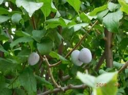 襦(λˡʥץ롼prune