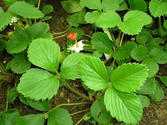 イチゴ 苺 フクバイチゴ 福羽苺 薬草と花紀行のホームページ イチゴ 苺 フクバイチゴ 福羽苺 薬草と花紀行のホームページ