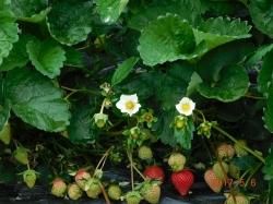 )Strawberry