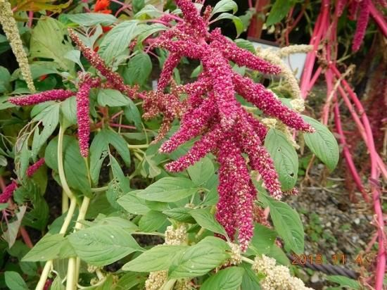 ヒモゲイトウ 紐鶏頭 薬草と花紀行のホームページ ヒモゲイトウ 紐鶏頭 薬草と花紀行のホームページ