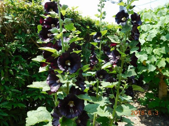 タチアオイ 立葵 ブラックホリホック 薬草と花紀行のホームページ