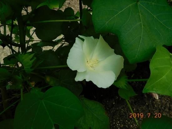 ワタ 綿 ナンキンワタ 南京綿 薬草と花紀行のホームページ ワタ 綿 ナンキンワタ 南京綿 薬草と花紀行のホームページ
