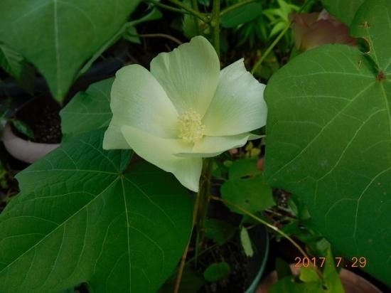 ワタ 綿 ナンキンワタ 南京綿 薬草と花紀行のホームページ ワタ 綿 ナンキンワタ 南京綿 薬草と花紀行のホームページ