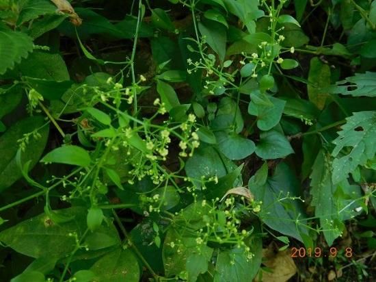 アカネ 茜 薬草と花紀行のホームページ