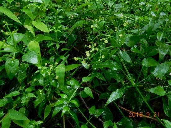 アカネ 茜 薬草と花紀行のホームページ アカネ 茜 薬草と花紀行のホームページ