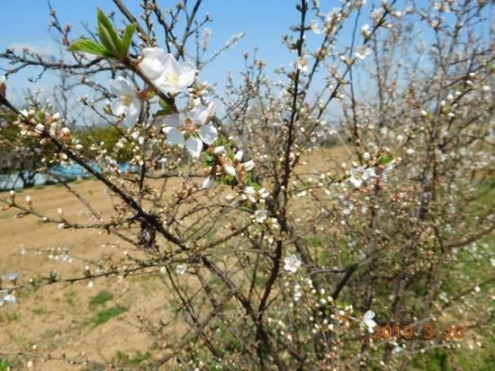 ユスラウメ 梅桃 山桜桃梅 薬草と花紀行のホームページ