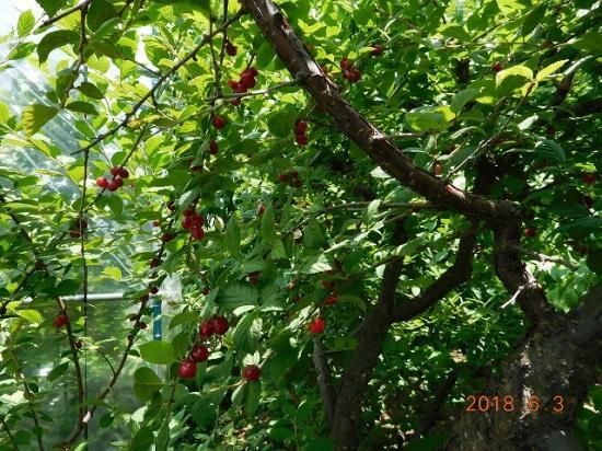 ユスラウメ 梅桃 山桜桃梅 薬草と花紀行のホームページ ユスラウメ 梅桃 山桜桃梅 薬草と花紀行のホームページ