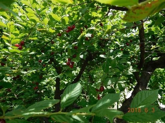 ユスラウメ 梅桃 山桜桃梅 薬草と花紀行のホームページ