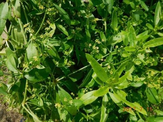 セイヨウアカネ 西洋茜 薬草と花紀行のホームページ セイヨウアカネ 西洋茜 薬草と花紀行のホームページ