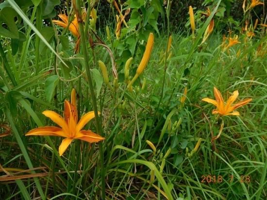 ノカンゾウ 野萱草 薬草と花紀行のホームページ ノカンゾウ 野萱草 薬草と花紀行のホームページ