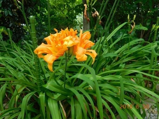 ヤブカンゾウ 藪萱草 薬草と花紀行のホームページ