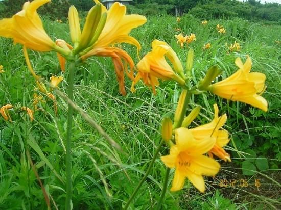 トビシマカンゾウ 飛島萱草 薬草と花紀行のホームページ